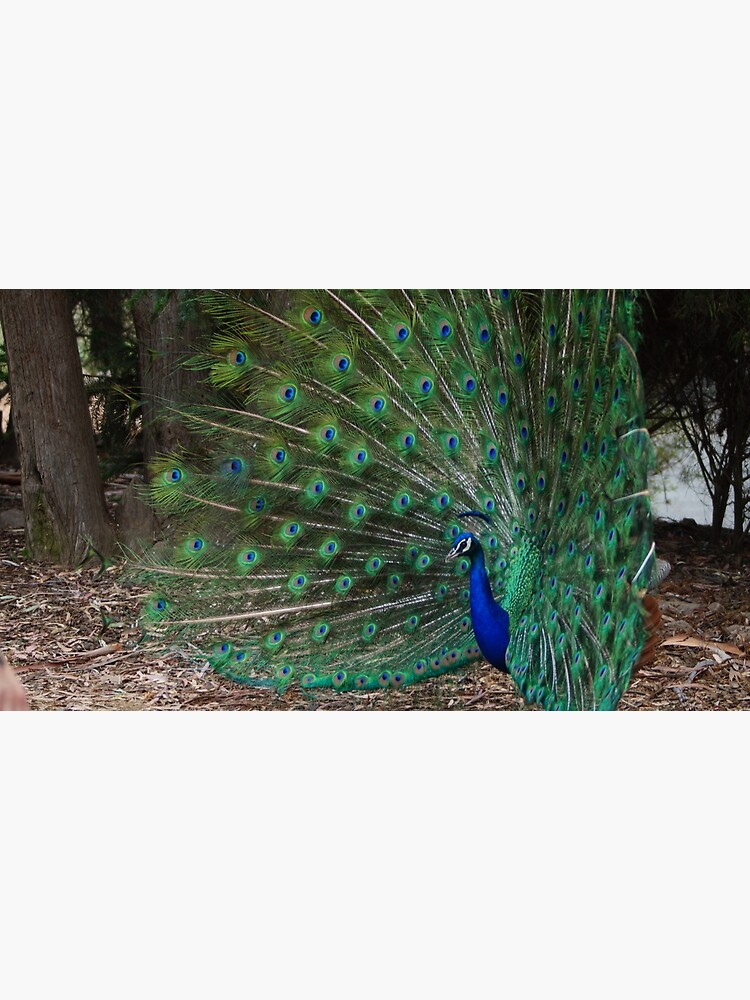 Peacock by margaretsphotos