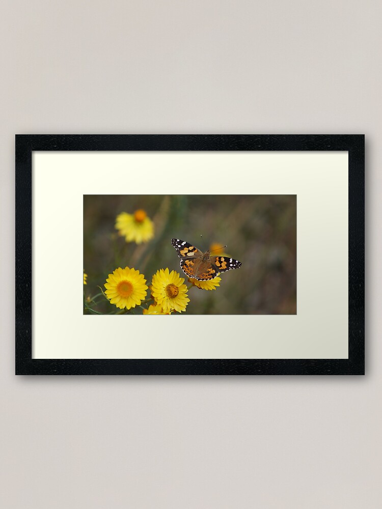 Alternate view of Butterfly and yellow paper daisies Framed Art Print
