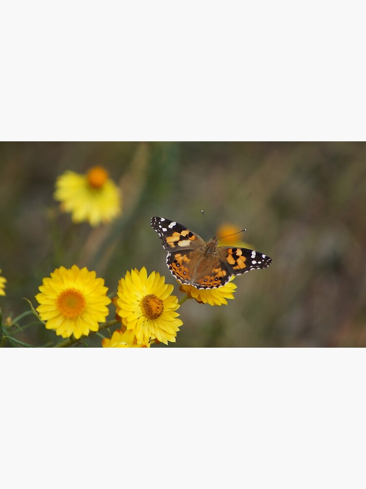 Butterfly and yellow paper daisies by margaretsphotos