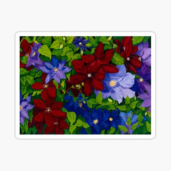 Morning Clematis Sticker