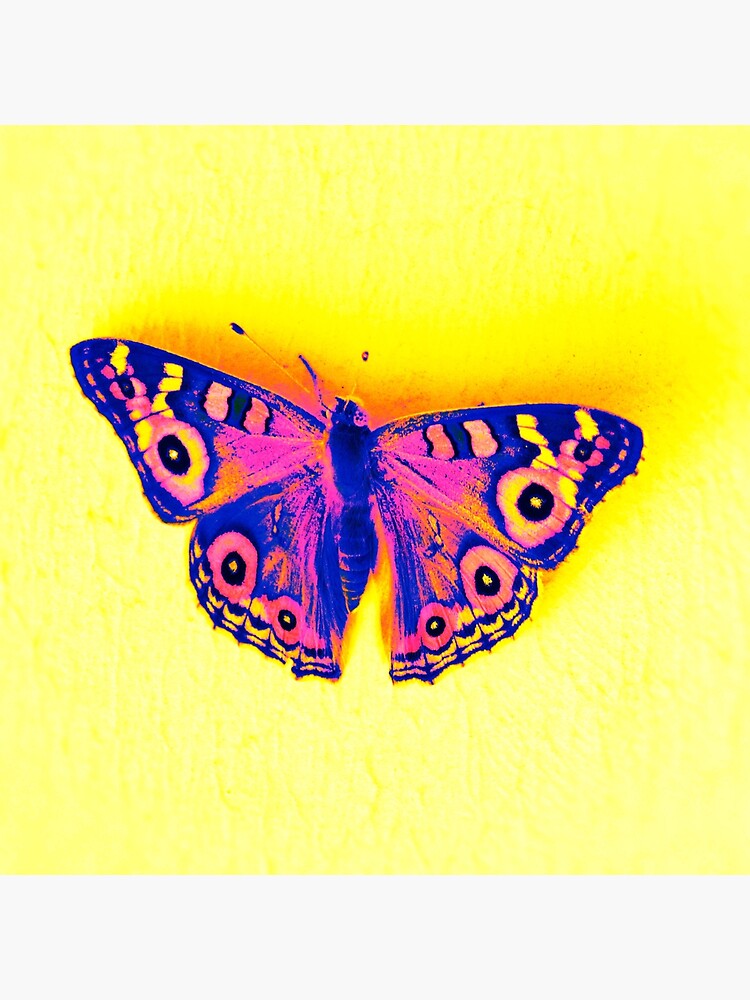 Fluro butterfly up by margaretsphotos