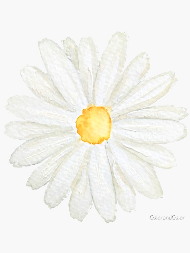 Discover one little white  daisy watercolor Sticker