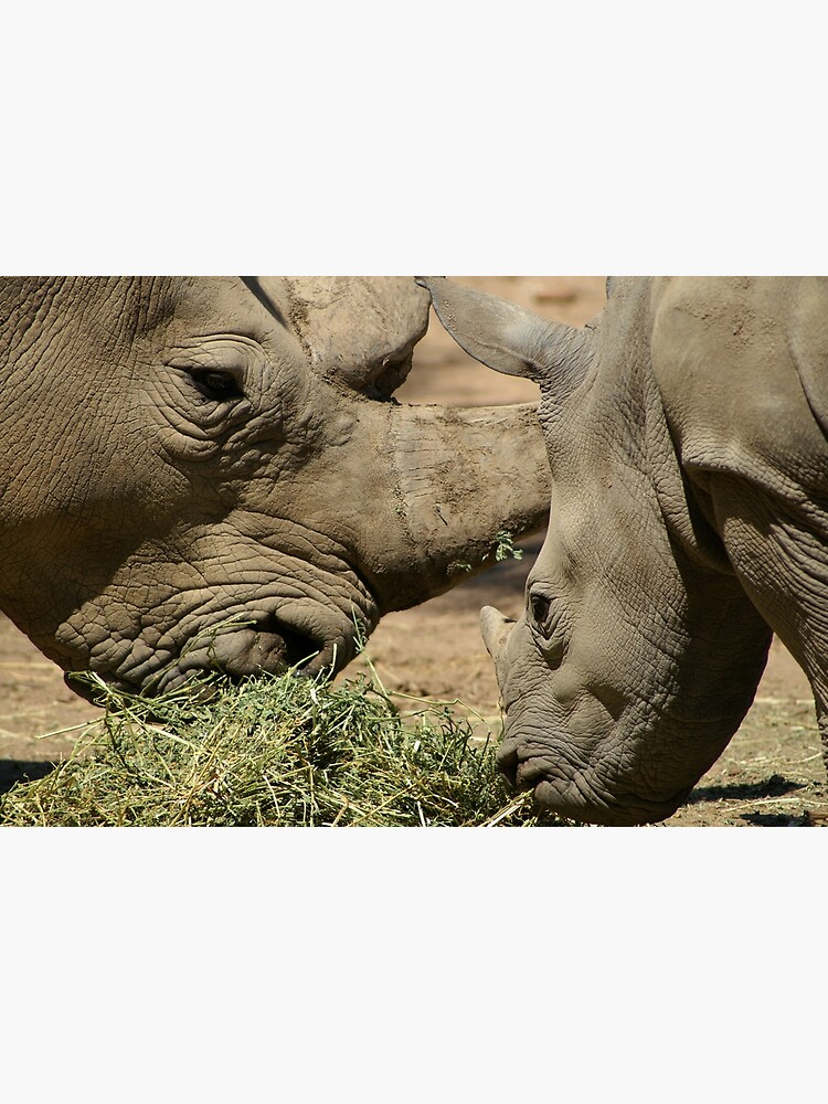 Father and baby rhino by margaretsphotos