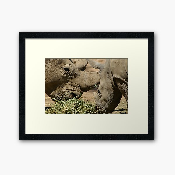 Father and baby rhino Framed Art Print