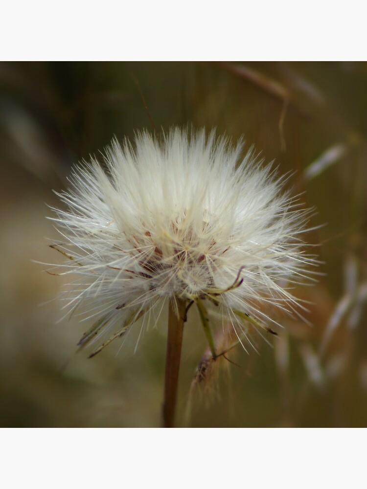 Dandelion for wish making by margaretsphotos