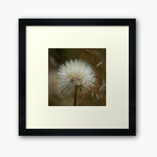 Dandelion for wish making Framed Art Print
