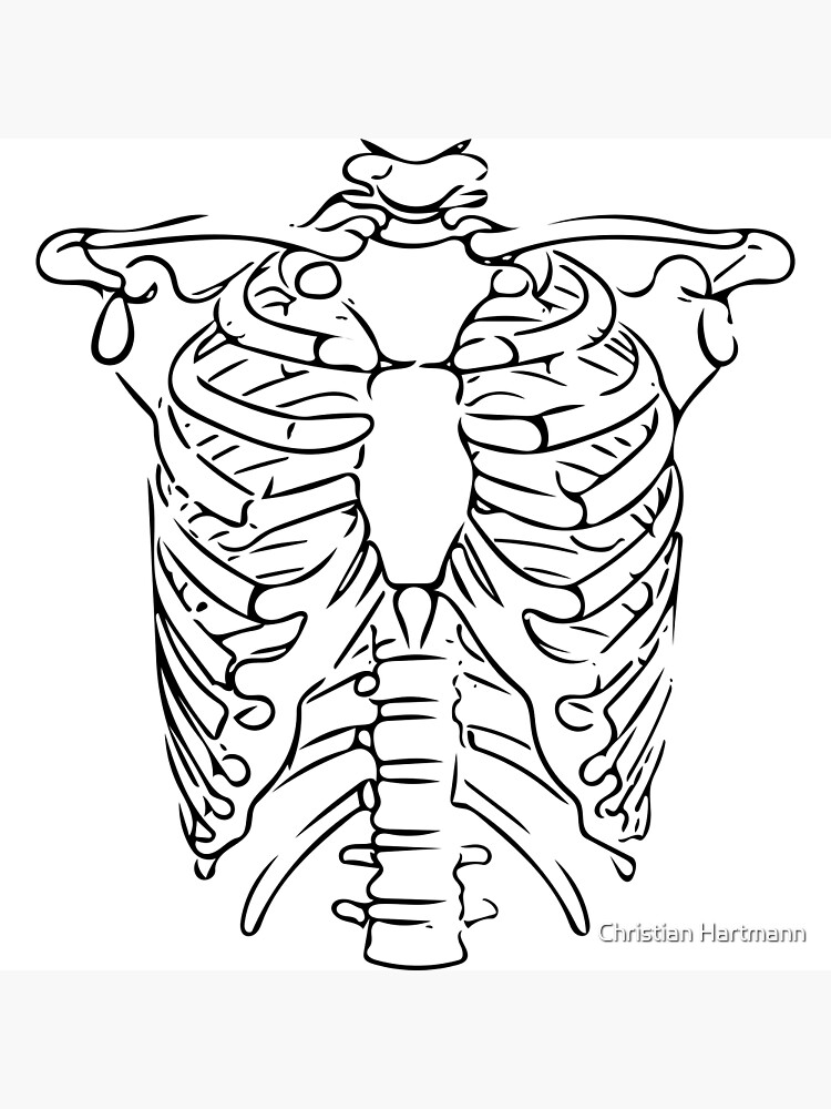 "Rib Cage Line Art Minimalist" Poster for Sale by Zcared Redbubble