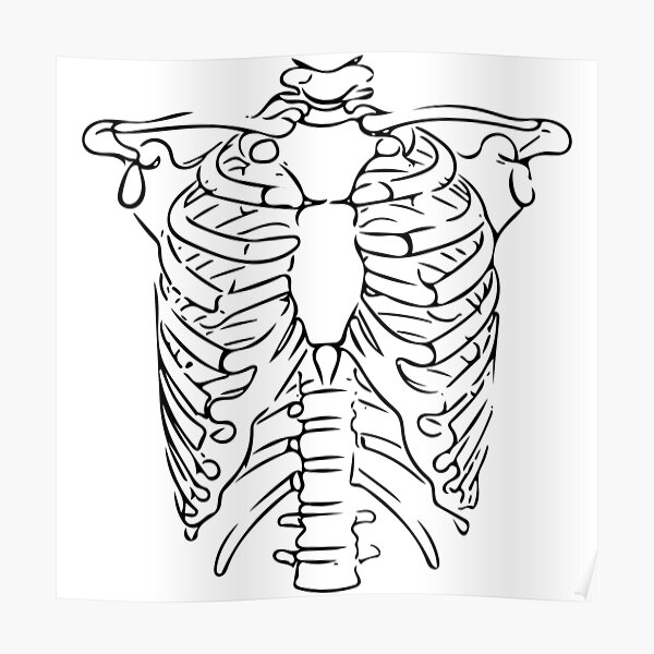 "Rib Cage Line Art Minimalist" Poster for Sale by Zcared Redbubble