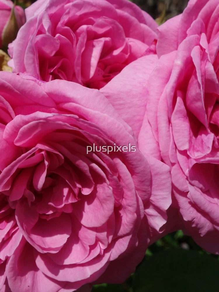 Thumbnail 4 of 4, Samsung Galaxy Phone Case, Pink Roses designed and sold by pluspixels.