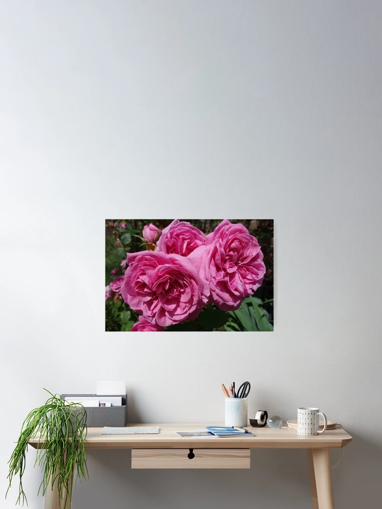 Aperçu 2 sur 3. Poster avec l'œuvre Pink Roses créée et vendue par pluspixels.
