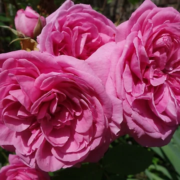 Imagen de la obra Pink Roses de pluspixels