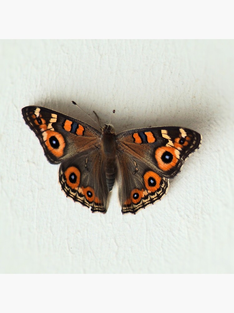Natural butterfly up by margaretsphotos