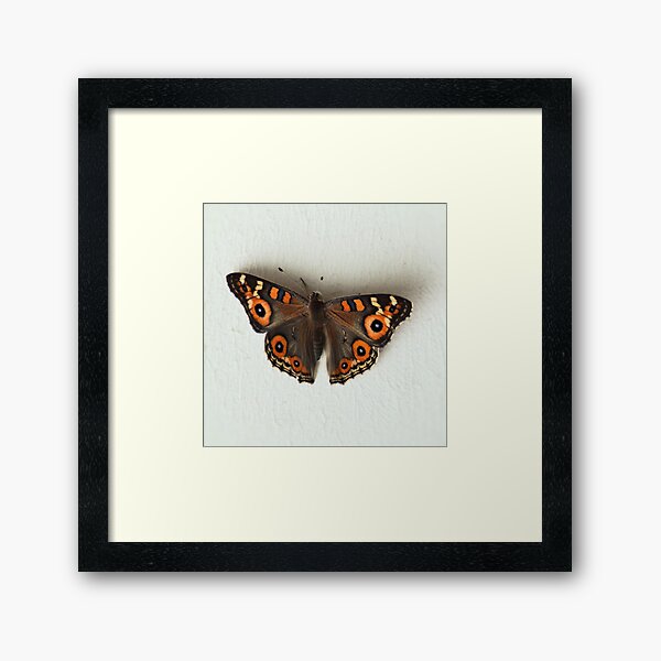 Natural butterfly up Framed Art Print