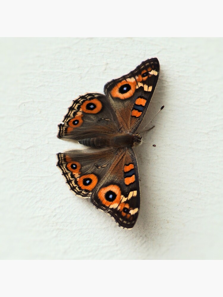 Natural butterfly right by margaretsphotos