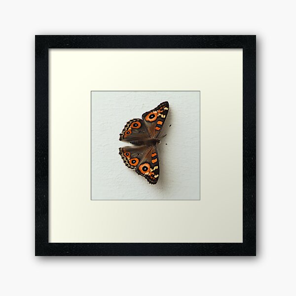 Natural butterfly right Framed Art Print