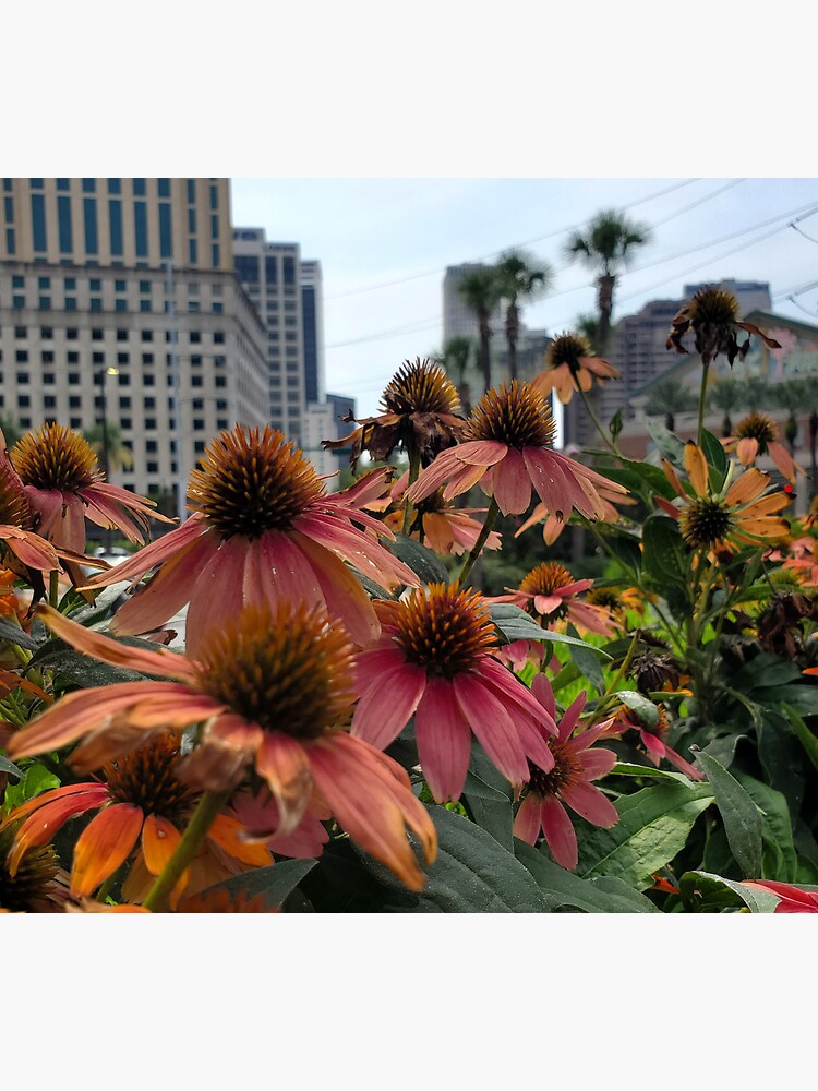 Póster «Rascacielos del centro de Nueva Orleans y flores cónicas» de
