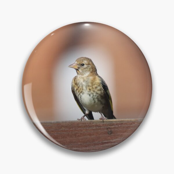 Item preview, Juvenile goldfinch designed and sold by GreyFeatherPhot.