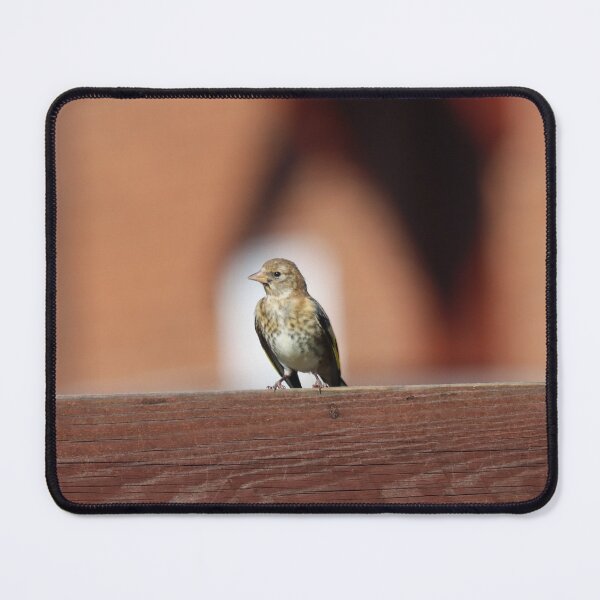 Item preview, Juvenile goldfinch designed and sold by GreyFeatherPhot.