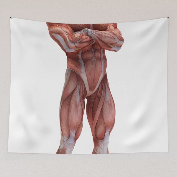 Item preview, Body Anatomy 15 Muscular Frame Stock Training Workout Motivation Quote Weight Lifting Fitness Wall Art Print Great Gift Gym Home Wall Decor Picture designed and sold by ConradSignature.