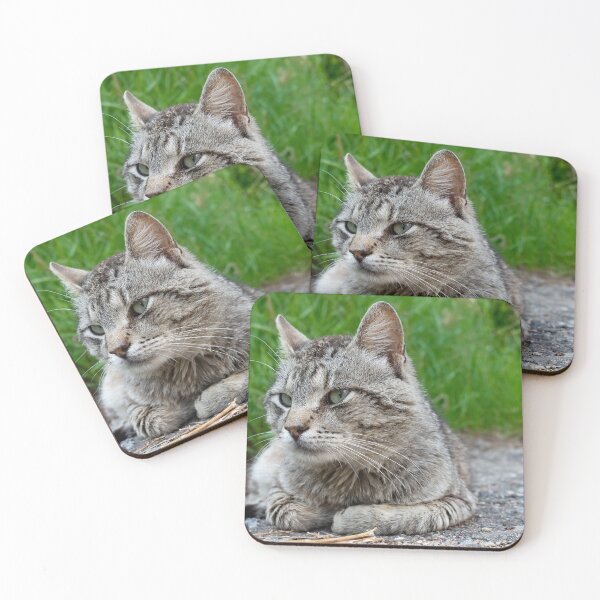 Item preview, An elderly homeless cat designed and sold by EvgeniiV.