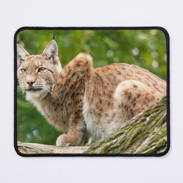 Item preview, Lynx designed and sold by Dominika Aniola.