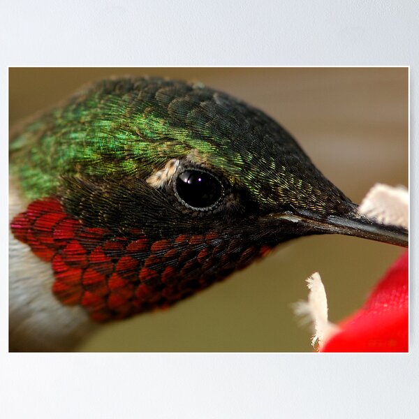 Item preview, Lil' Tiny Feathers designed and sold by Dennis Jones - CameraView.