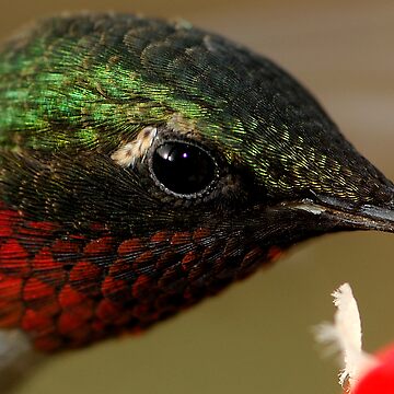 Artwork thumbnail, Lil' Tiny Feathers by Dennis Jones - CameraView