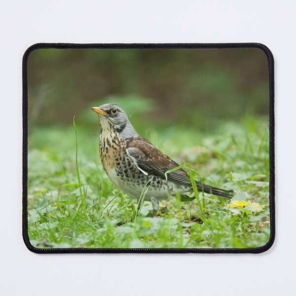 Item preview, Fieldfare designed and sold by Dominika Aniola.