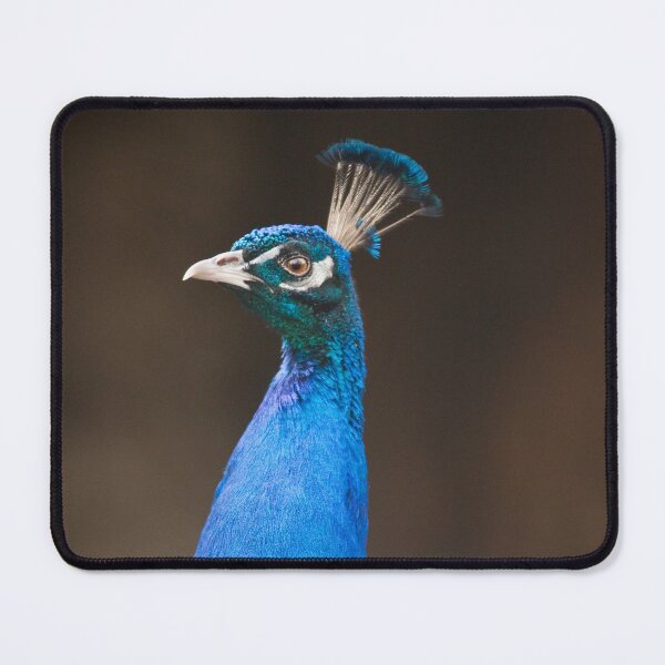 Item preview, Male Indian Peafowl designed and sold by Dominika Aniola.