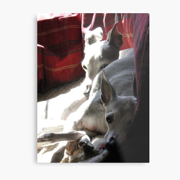 Best Friends Metal Print