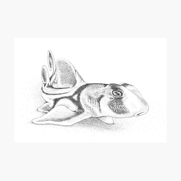 Baby Port Jackson shark ink drawing - Heterodontus portusjacksoni Photographic Print
