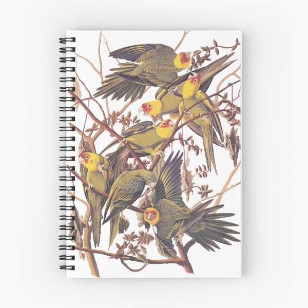 Item preview, Carolina Parakeet Audubon Vintage Bookplate designed and sold by Candice Davis.