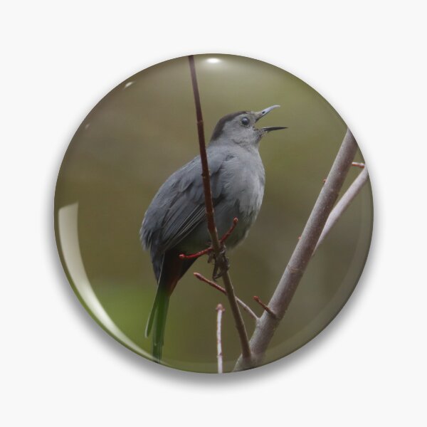 Artikelvorschau, Grauer Catbird | Natur entworfen und verkauft von RedHandedOD.