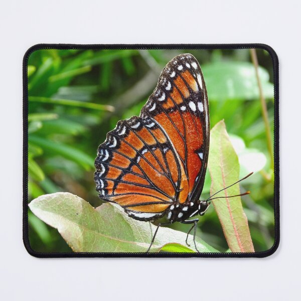 Item preview, The Viceroy Butterfly designed and sold by JackieSparrow23.