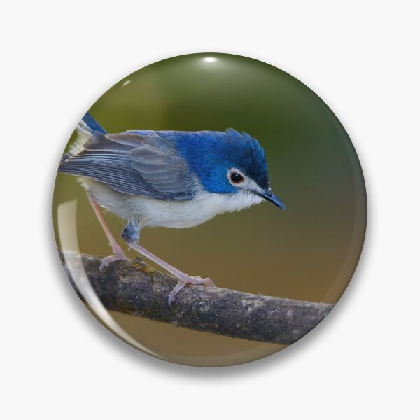 Item preview, Lovely fairywren designed and sold by Alexander Pawlow.