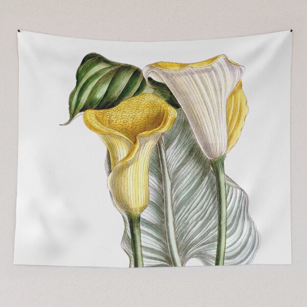 Item preview, FF - Golden Calla Lily - Zantedeschia elliottiana designed and sold by imageresource.