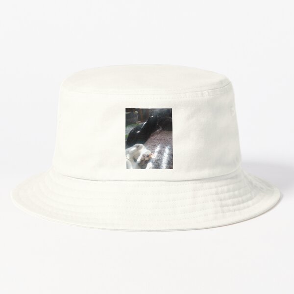M.I. #256 |☼| Mimi, Alfie & Marley - Sun Streak Loungin' (Cats) Bucket Hat