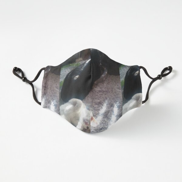 M.I. #256 |☼| Mimi, Alfie & Marley - Sun Streak Loungin' (Cats) Fitted 3-Layer