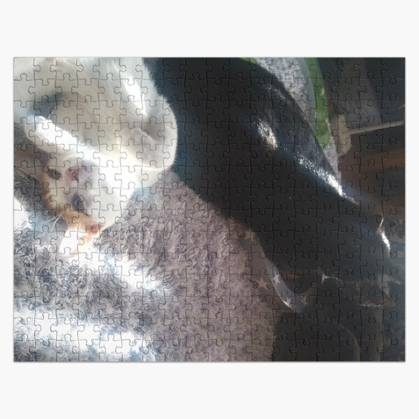 M.I. #256 |☼| Mimi, Alfie & Marley - Sun Streak Loungin' (Cats) Jigsaw Puzzle