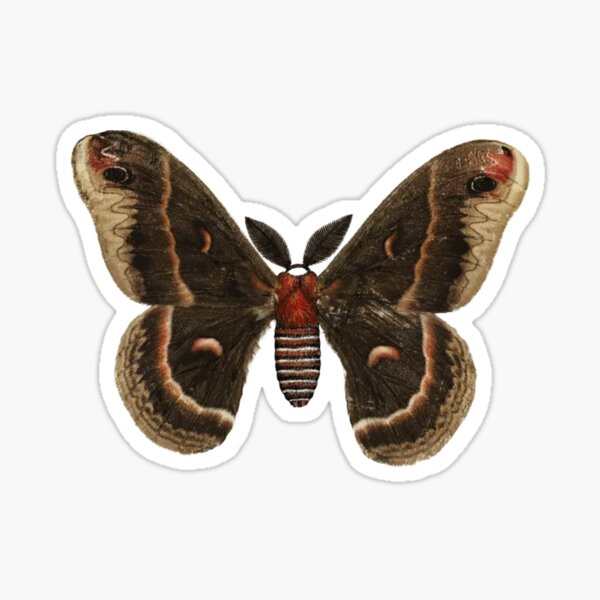 “Cecropia Moth (Attacus Cecropia) Moth” Sticker for Sale by