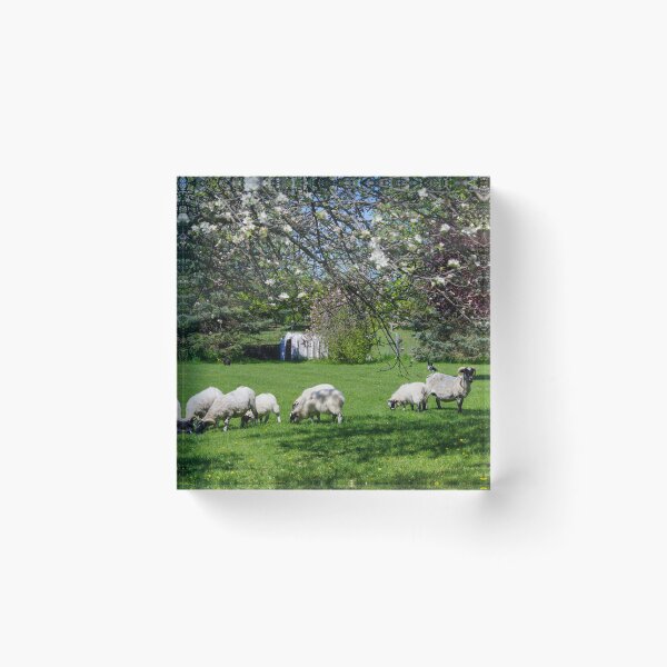 Item preview, Sheep May Graze designed and sold by ncschneider.