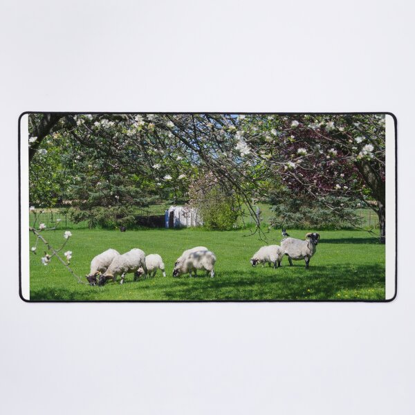 Item preview, Sheep May Graze designed and sold by ncschneider.