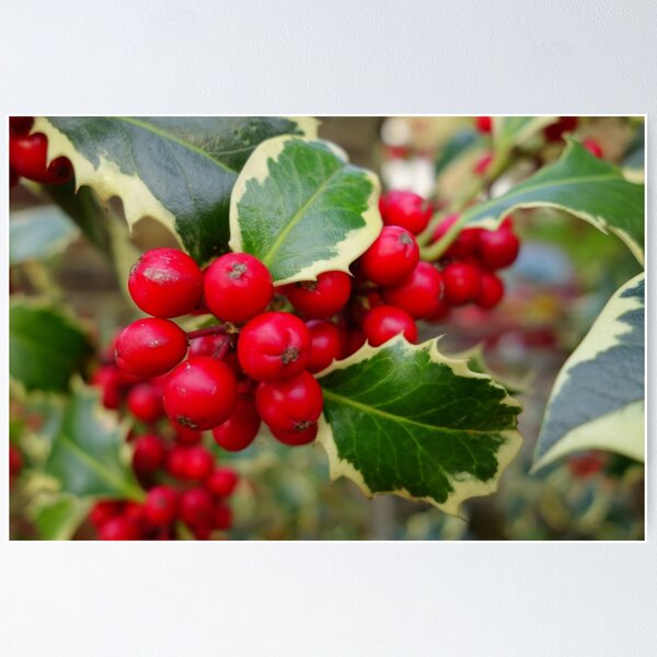 Item preview, Holly Berries designed and sold by pluspixels.