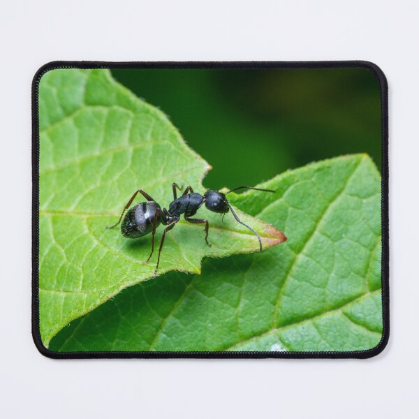 Item preview, Carpenter Ant designed and sold by SorryToBugYou.