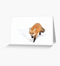 Red Fox - Algonquin Park Greeting Card