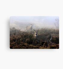 The rut is on! - White-tailed deer in fog Canvas Print