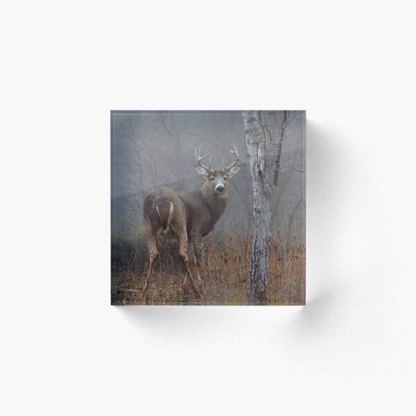 Buck - White-tailed deer Acrylic Block
