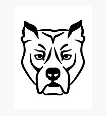 Pit bull Photographic Print
