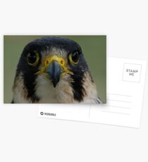 Falcon Face Postcards