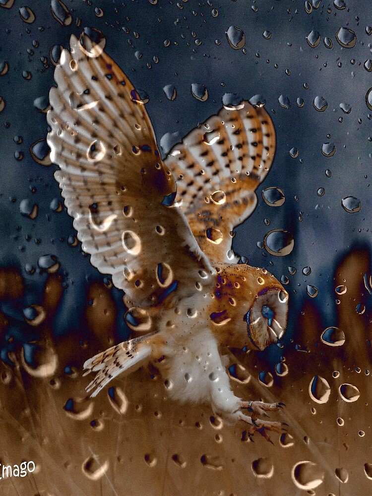 Raindrops - Barn Owl in Flight by AliusImago